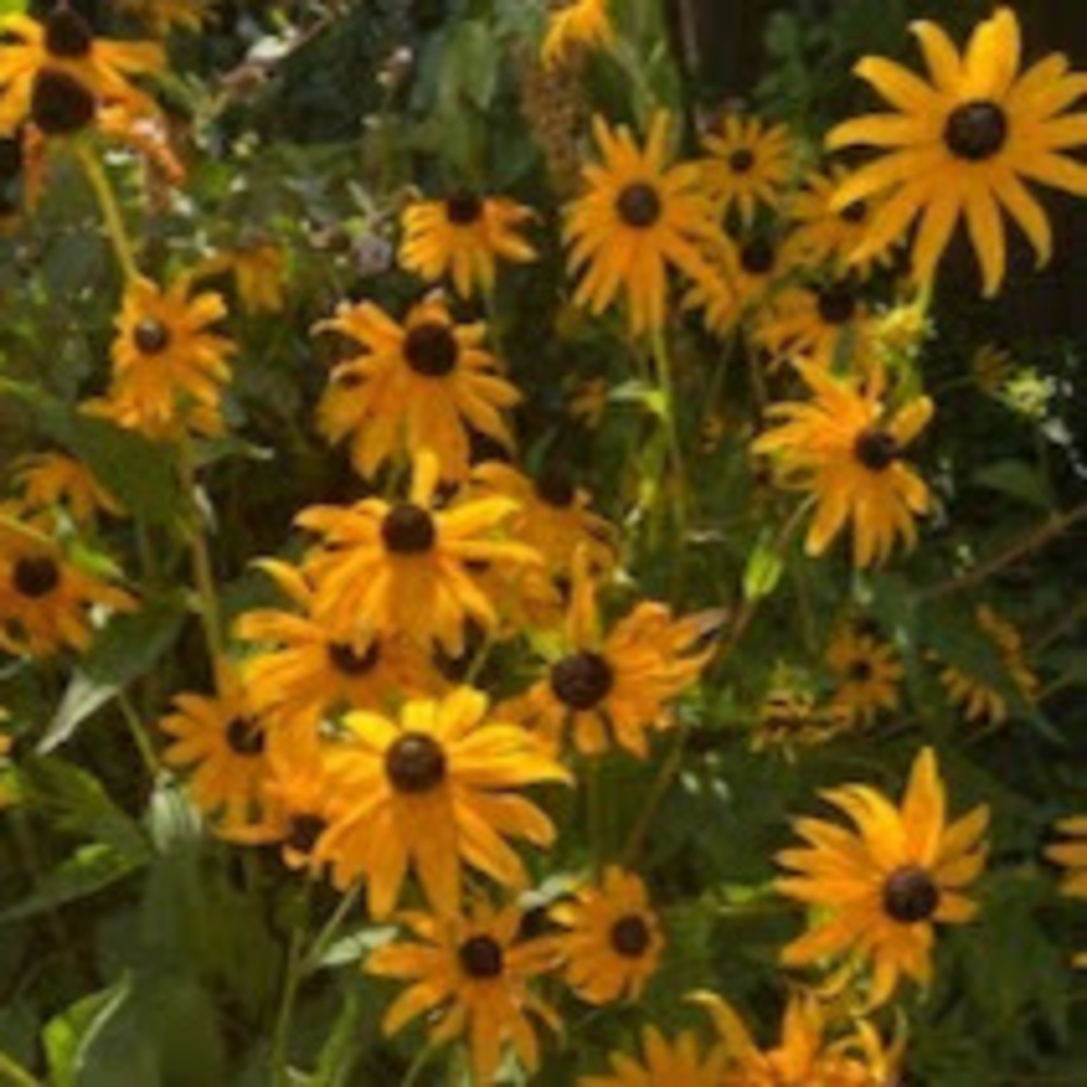 Meet your Posher, Lacey